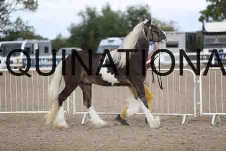 TOM-1135
