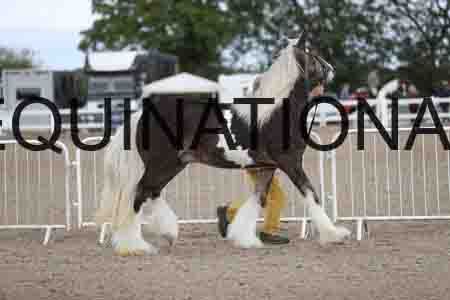 TOM-1136