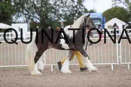 TOM-1137