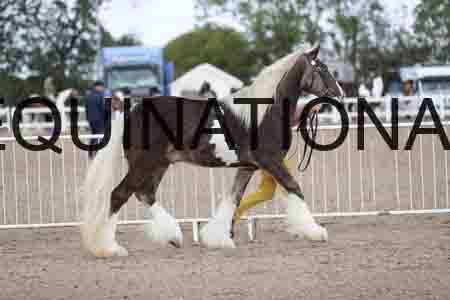 TOM-1138