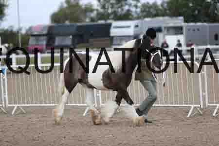 TOM-1145