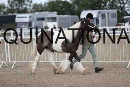 TOM-1146