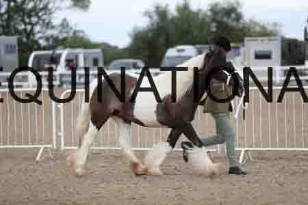 TOM-1147