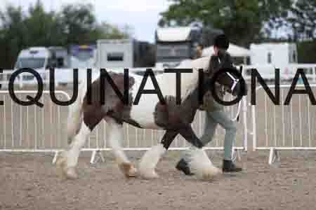 TOM-1148