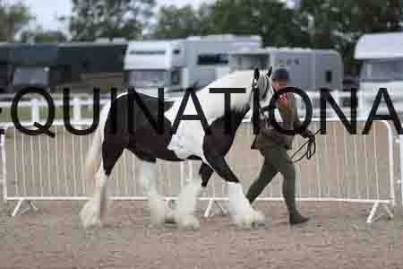 TOM-1152