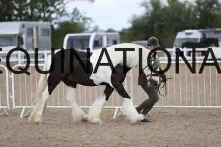 TOM-1154
