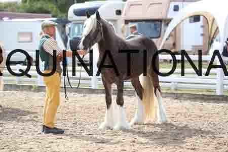 TOM-1161