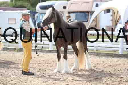 TOM-1162