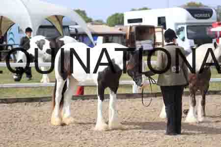 TOM-1165