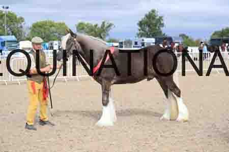 TOM-1178