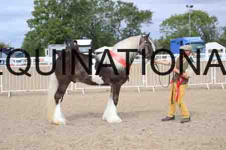 TOM-1180