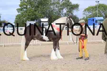 TOM-1182