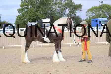 TOM-1183
