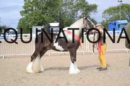 TOM-1186