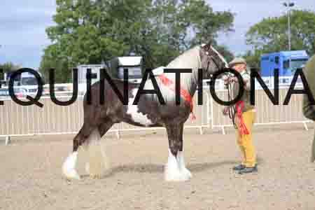 TOM-1187