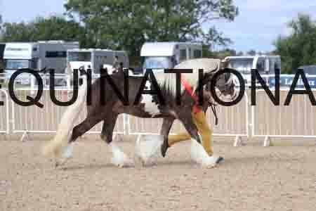 TOM-1188