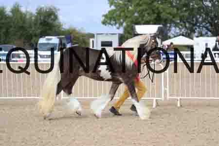 TOM-1189