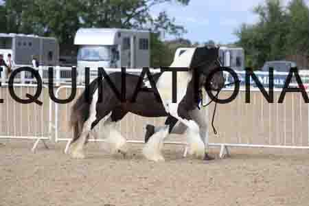 TOM-1190