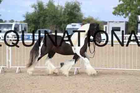 TOM-1191