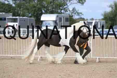 TOM-1192