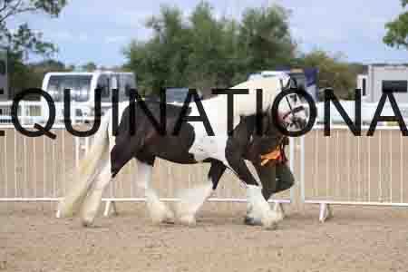 TOM-1193