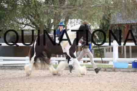 TOM-1201