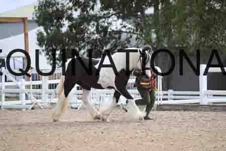 TOM-1203