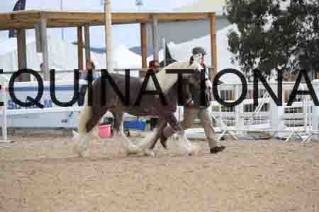 TOM-1204