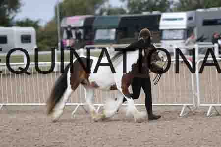 TOM-1208