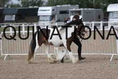 TOM-1209