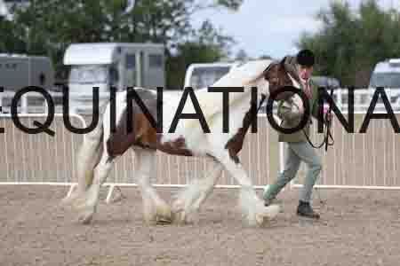 TOM-1217