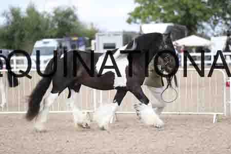TOM-1238