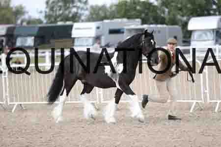 TOM-1240