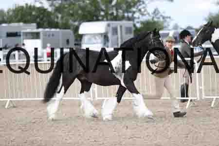 TOM-1241