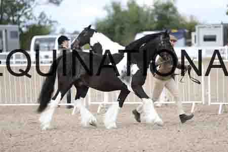 TOM-1242