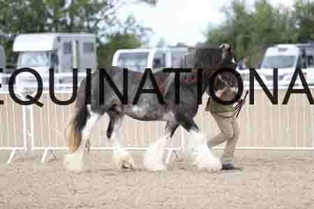 TOM-1247