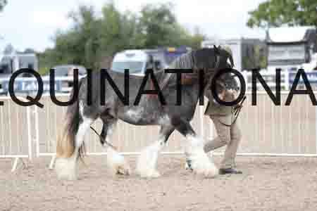 TOM-1248