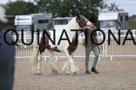 TOM-1253