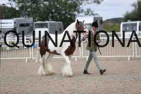 TOM-1254
