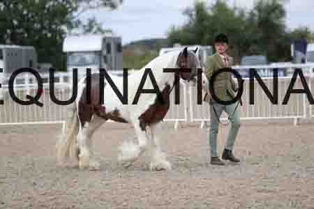 TOM-1255
