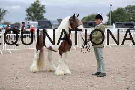 TOM-1259