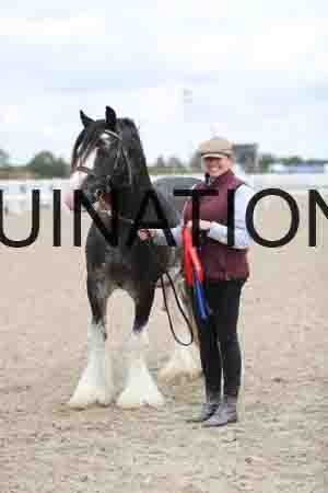 TOM-1271