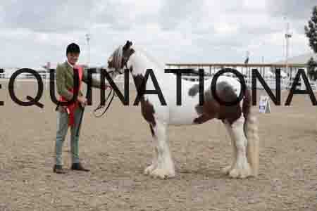 TOM-1286