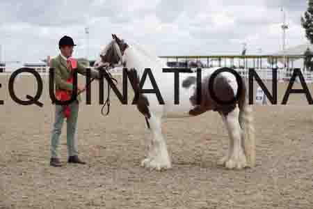 TOM-1290