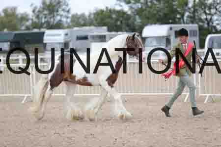 TOM-1293