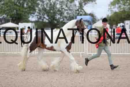 TOM-1297