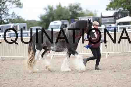 TOM-1301