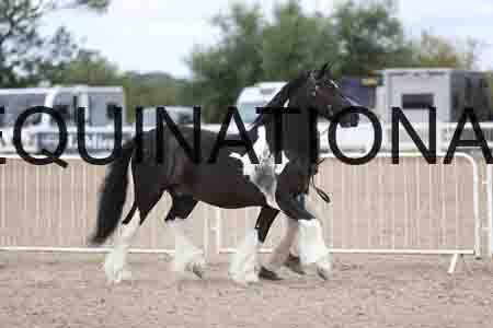 TOM-1305