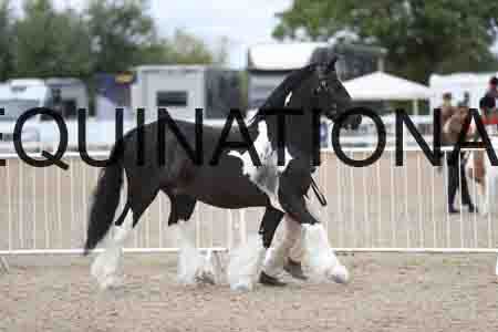 TOM-1306