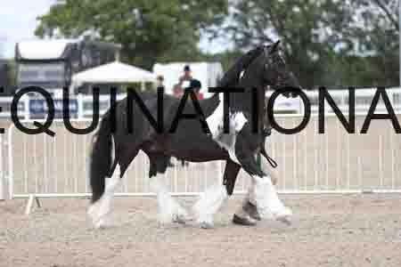 TOM-1307